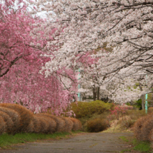 羊山公園桜の画像