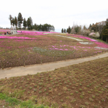 芝桜の丘の画像