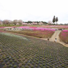 芝桜の丘の画像