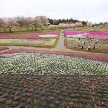 芝桜の丘の画像
