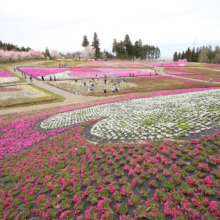 芝桜の丘の画像