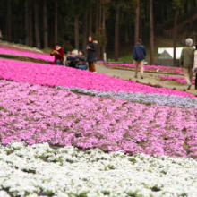 芝桜の丘の画像