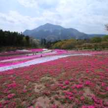 芝桜の丘の画像