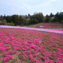 芝桜の丘の画像