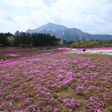 芝桜の丘の画像