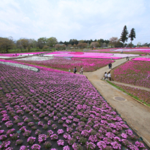 芝桜の丘の画像