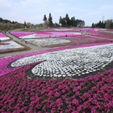 芝桜の丘の画像