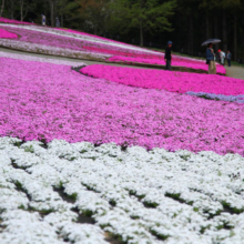 芝桜の丘の画像