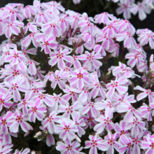 芝桜の丘の画像