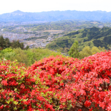 宝登山ヤマツツジ