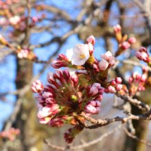 美の山公園桜の画像