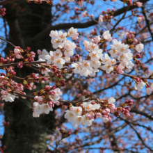 宝登山参道桜並木の画像