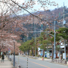 宝登山参道桜並木の画像