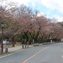 宝登山参道桜並木の画像