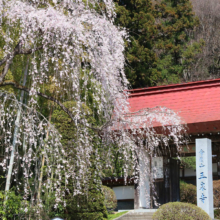 寶登山神社のしだれ桜の画像
