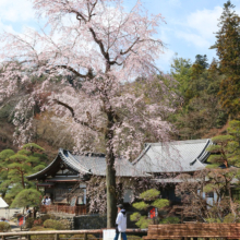 寶登山神社のしだれ桜の画像