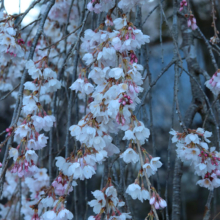 法善寺のしだれ桜の画像