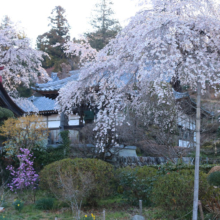 法善寺のしだれ桜の画像