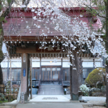 法善寺のしだれ桜の画像