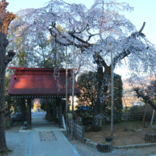 法善寺のしだれ桜の画像