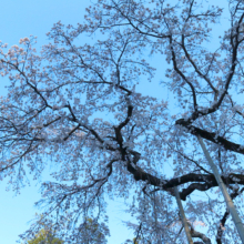 法善寺のしだれ桜の画像