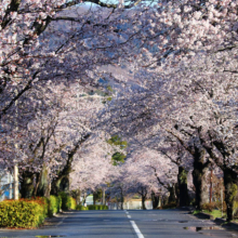 長瀞北桜通りの画像