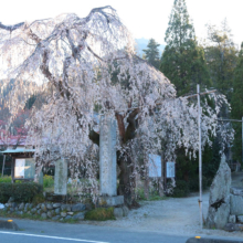 法善寺のしだれ桜の画像