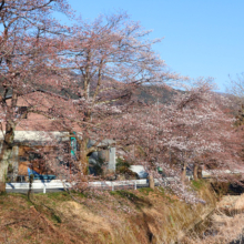 井戸桜並木の画像
