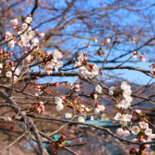 井戸桜並木の画像