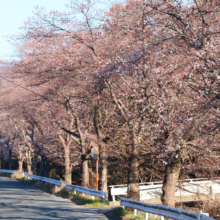 井戸桜並木の画像