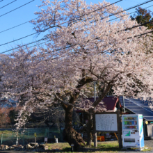 大手の桜画像