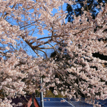 大手の桜画像