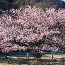 岩田桜の画像