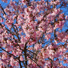 岩田桜の画像