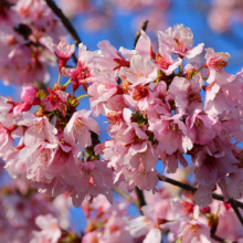 岩田桜の画像