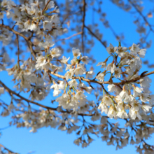 岩田の桜画像