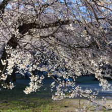 岩田の桜画像