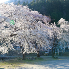 岩田の桜画像