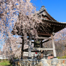 道光寺のしだれ桜の画像
