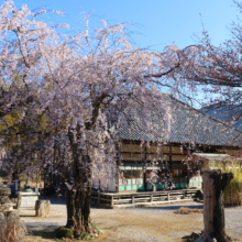 道光寺のしだれ桜の画像