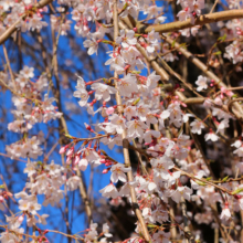 道光寺のしだれ桜の画像