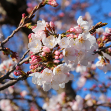 長瀞北桜通りの画像