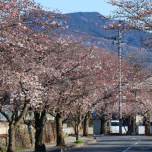 長瀞北桜通りの画像