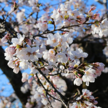 長瀞北桜通りの画像