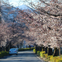 長瀞北桜通りの画像