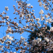 長瀞北桜通りの画像