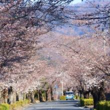 長瀞北桜通りの画像