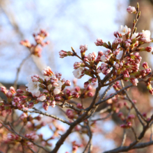 美の山公園桜の画像