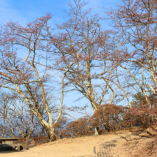 美の山公園桜の画像