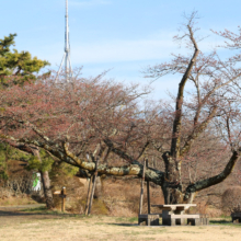 美の山公園桜の画像